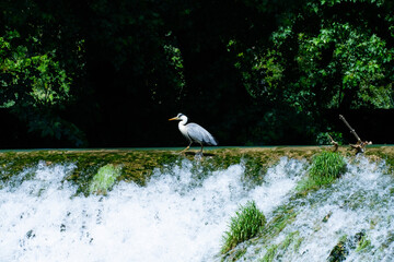 grey heron (Ardea cinerea) nature bird waterfall