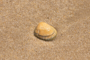 Beautiful seashell lay on the beach. The brown ridges and pretty bands help make it stand out. This blood ark shell is really catching the light of the sun as it sits among the brown grains of sand.