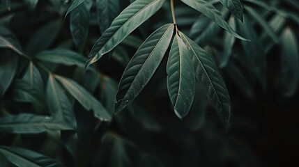 Green tropical plant close-up