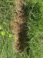 Canvas Print - green grass on a ground