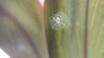 picture of spider in nest