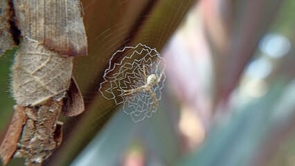 picture of spider in nest