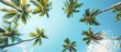 © Lasvu - Coconut trees in rows against a background of clear blue and white skies. Tropical palm trees viewed from below against a clear blue sky with space for text