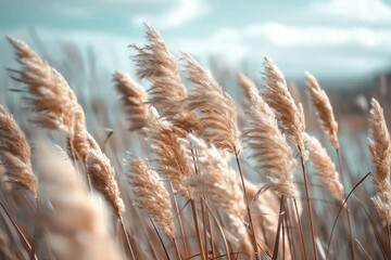 Wall Mural - Pampas grass outdoor in light pastel colors. Dry reeds boho style.