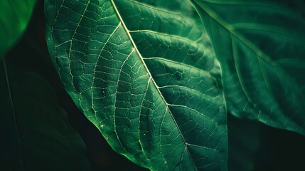 Green tropical plant close-up