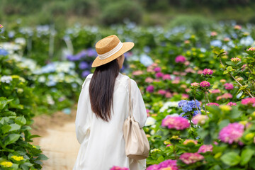 Canvas Print - Woman in the Hydrangea flower garden in countryside