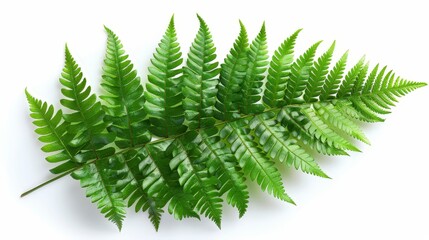 Wall Mural - Green Fern Leaf Isolated on White Background.