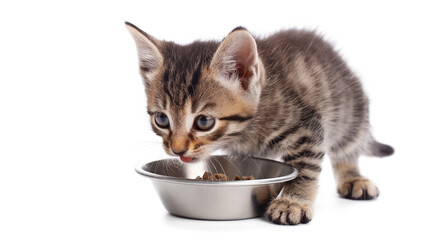 Kitten eats from a steel bowl isolated on a transparent background