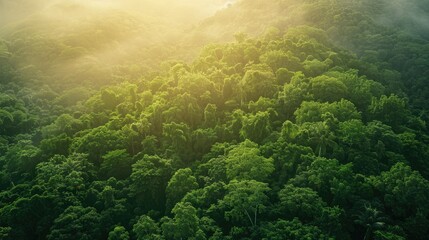 Aerial shot of tropical green tree mountain forest at dawn, highlighting the lush foliage and sunrise
