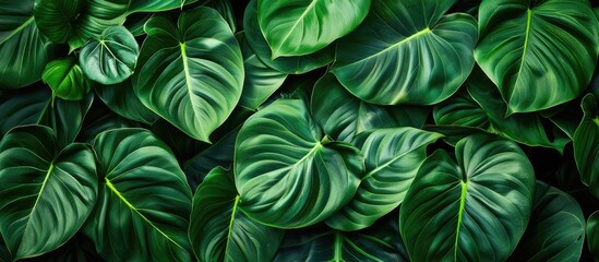 Canvas Print - Green leaf texture, natural backdrop, exotic tropical foliage