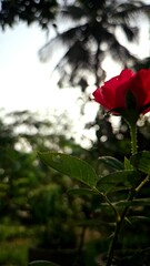 Poster - Pink rose on Natural sunlight shining Frame of beautiful rose flowers Moody background Beautiful nature in the spring video, vertical orientation.