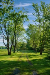 Wall Mural - A Country Road Through Green Trees