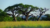 Lovely African savannah landscape with acacia trees growing in tall grass. Landscape with tree in Africa