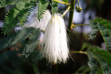 Macrophotoraphy of fresh and beauty of white Calliandra Surinamensis flowers. Textured Details of beautiful and exotic Plants in the wild. Graphic Resources. Botanical Photography. Plants Close-up. Na