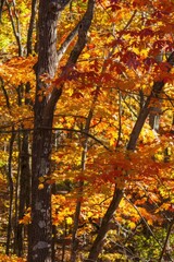 Poster - Autumn Leaves in a Forest