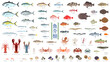 © nagamushi studio - 魚介類。マグロ、タイ、ウナギ、フグ、エビ、ロブスター、タコやイカ、貝類、ウニ、川魚など72種類の魚介類のフラットなベクターイラストセット。Aquatic products. Flat vector illustration set of 72 types of seafood, including tuna, sea bream, eel, shrimp, lobster, and more.