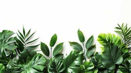 Wall Mural - Green leaves of tropical plants bush floral arrangement indoors garden nature backdrop isolated on white background 