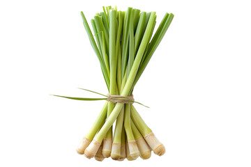 Bundle of fresh lemongrass stalks, tied together with twine, and isolated against a white background.