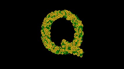 Wall Mural - English alphabet Q with green leaves and yellow daisy flowers on plain black background