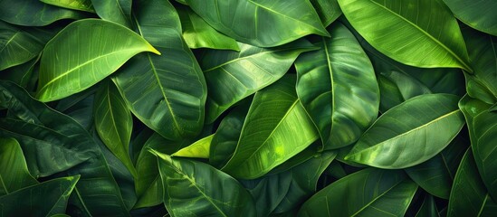 Wall Mural - Close-up of tropical green leaves creating a textured and abstract background, highlighting the beauty of nature.