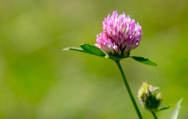 Sticker - Pink flower on clover in nature. Macro