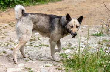 Sticker - Portrait of a wild dog in the park