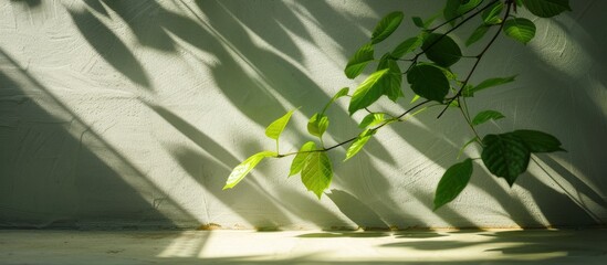 Wall Mural - Summer sun casting shadow of green leaves on branch onto wall and floor in sunlight, with empty space for text.