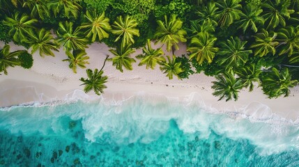 Aerial view of beautiful white sand beach with green palm or coconut trees and blue ocean. The view is peaceful and relaxing, perfect for a holiday
