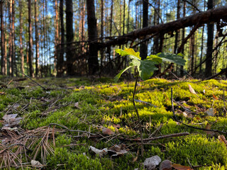 A small tree is growing in the forest. The tree is surrounded by moss and leaves. Concept of growth and life in nature