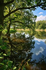Wall Mural - Tranquil Reflection of a Tree in a Summer Pond
