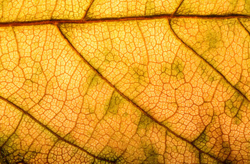 yellow leaf veins texture in detail