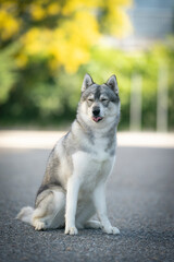 Wall Mural - funny smile Siberain husky dog breed show quality