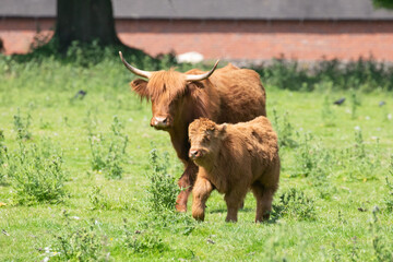 Wall Mural - Highland cow