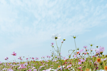 Colorful daisy flowers under the blue summer sky.