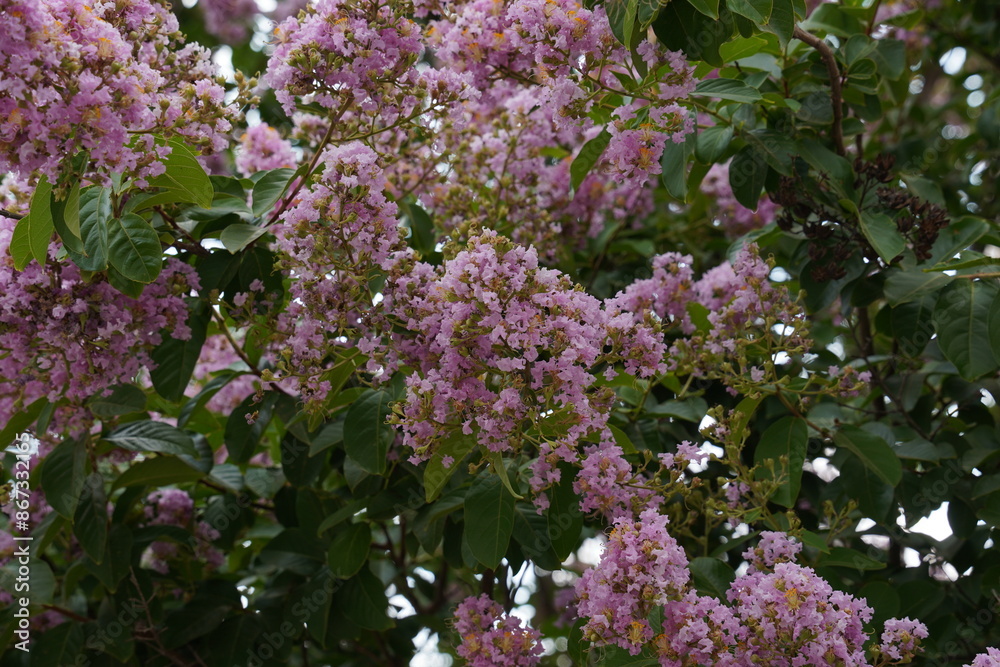 Lagerstroemia speciosa also known as giant crepe-myrtle, or Queen's crepe-myrtle, a big tree with purple flowers
