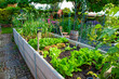 © ImageSine - Residential garden, private vegetable garden. Landscape design in home garden, beautiful landscaping in backyard with raised bed with vegetables plants in springtime. home garden.