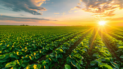 vast agricultural field at sunset, showcasing rows of vibrant soybean green crops under a vast sky isolated on white background, minimalism, png