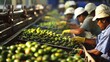 © Justlight - A group of workers carefully grading and sorting avocados before they are processed.