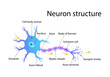 © quietmind_art - Detailed Illustration of Neuron Structure with Labeled Parts in a Colorful Diagram Vector Illustration for Educational Use