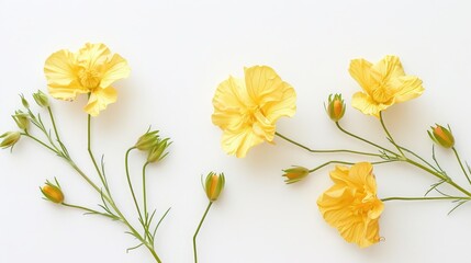 Wall Mural - Yellow Geliopsis Flowers on White Background