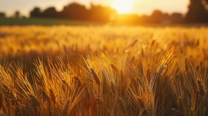 Wall Mural - Field of Barley During Sunset