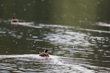 Wall Mural - Black coot - Fulica atra a small cub swims on the surface of the pond