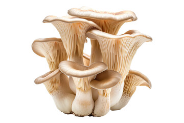 Sticker - King oyster mushroom with cream-colored caps and white stems isolated on a white background.