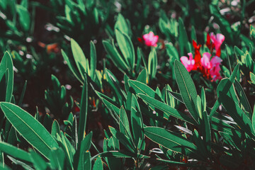 Pink flowers standing tall among the greenery of a field.  bunch of green leaves with a pink flower in the middle. The flower is surrounded by green leaves, giving it a sense of being a part of nature