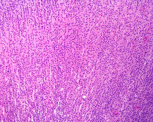 Poster - Adrenal gland. Zona fasciculata