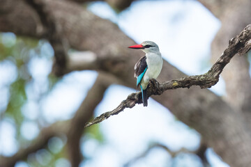 Wall Mural - Woodland Kingfisher (Halcyon senegalensis)
A medium-sized, electric-blue-backed kingfisher with a distinctive bicolored bill:  red above and black below. Sitting on the branch.