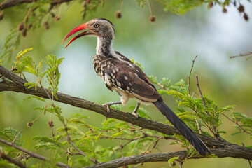 Wall Mural - Northern red-billed hornbill, Tockus erythrorhynchus, Portrait Africa. High quality photo, Kruger park, 8K resolution, 