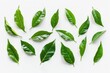 © Anna - Fresh Green Tea Camellia Leaves on White Background - Natural Product Photography for Print, Card, Poster