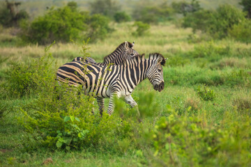 Wall Mural - Two Burchells Zebra fighting (Equus burchelli) and standing in savanna, Kruger National Park, South Africa