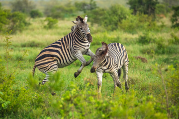 Wall Mural - Two Burchells Zebra fighting (Equus burchelli) and standing in savanna, Kruger National Park, South Africa